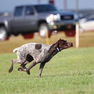Catawba Valley Obedience Club, Hickory NC